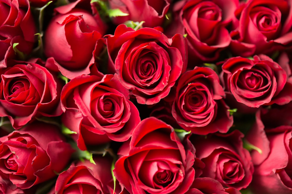 日本とアメリカのバレンタインデーの違い ホワイトデーは日本だけ Happy Valentine S Day 英語教室は世界ランキングtop50の大学を目指す英語学習を